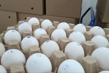 В Чукотском АО на 37,5% выросло производство куриного яйца